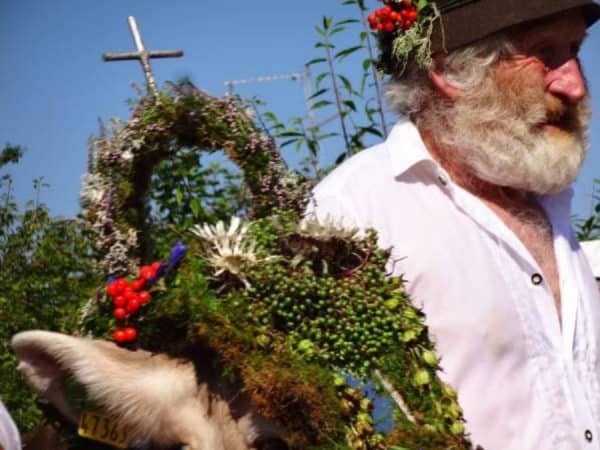 Almabtrieb - Viehscheid in Maierhöfen: Kranzkuh und Cowboy