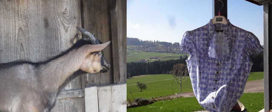Idyllisch und tierisch gut bei Trachten Vögel in Oberstaufen