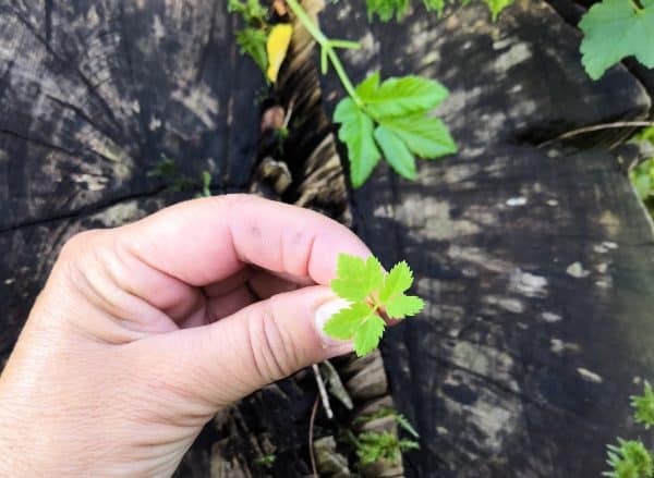Superfood aus dem Allgäu: #01 Giersch