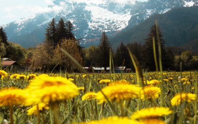 Allgäuer Symbolblume: Der gemeine Löwenzahn?