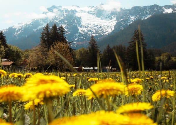 Allgäuer Symbolblume: Der gemeine Löwenzahn?