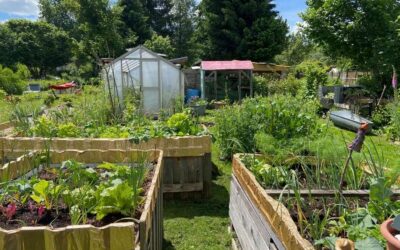 Selbstversorgung mit einem Schrebergarten - ein Selbstversuch