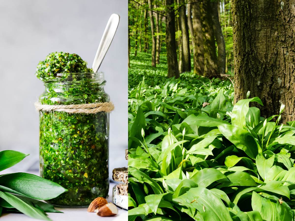Bärlauch ist ein einheimisches Superfood