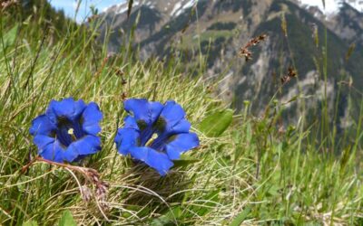 Resilienz stärken. Im Allgäu geht es besser.