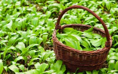 Heimisches Superfood sammeln: Bärlauch und Bärlauchsamen