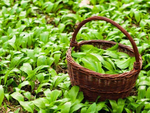 Heimisches Superfood sammeln: Bärlauch und Bärlauchsamen