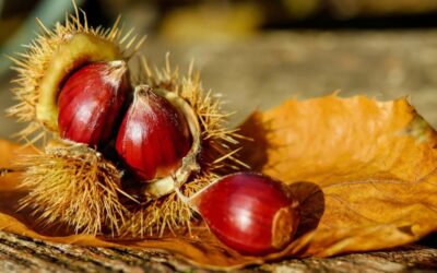 Superfood Esskastanien gibt es auch im Allgäu