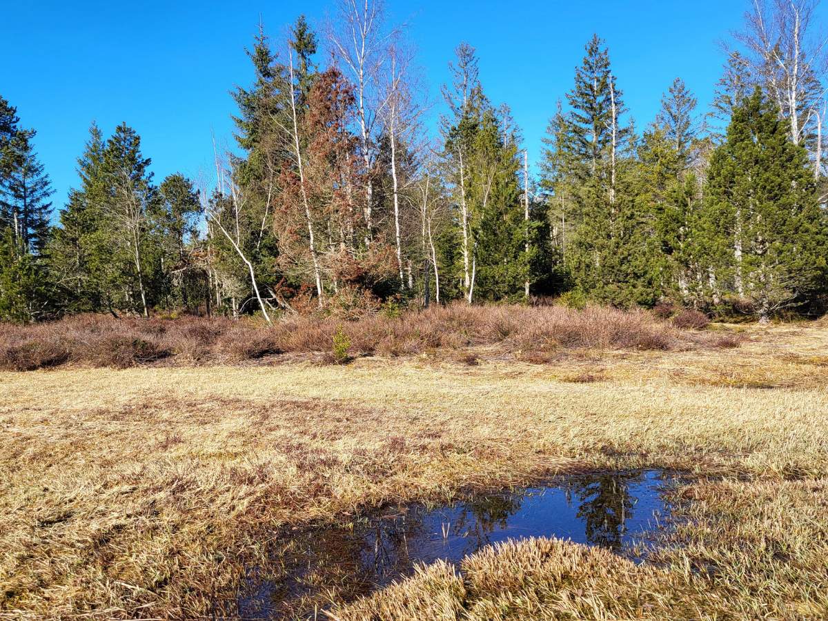 Moorlandschaft Allgäu