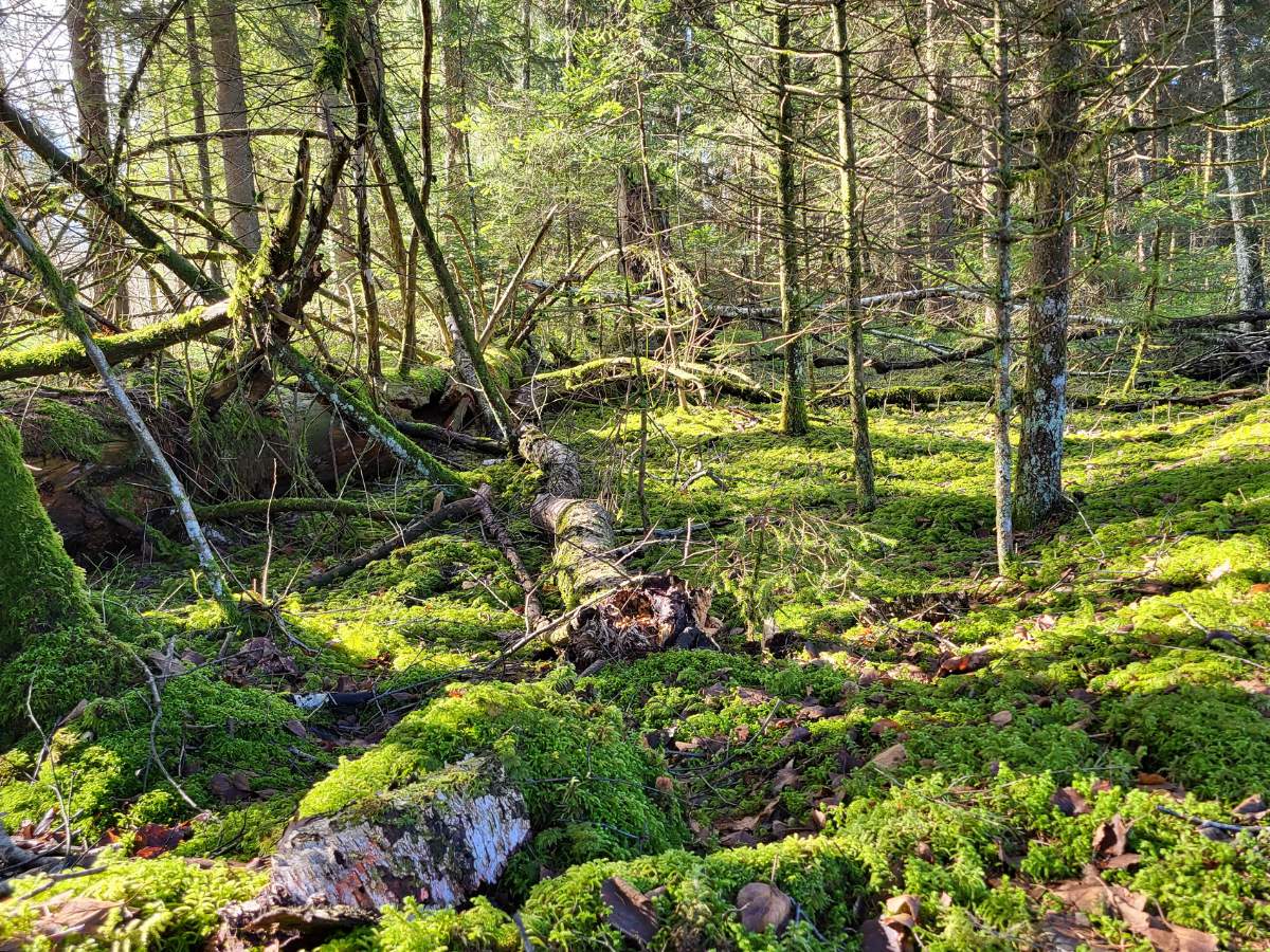 Moos und Moor