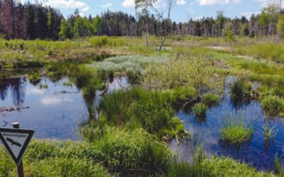Moorschutz ist Klimaschutz