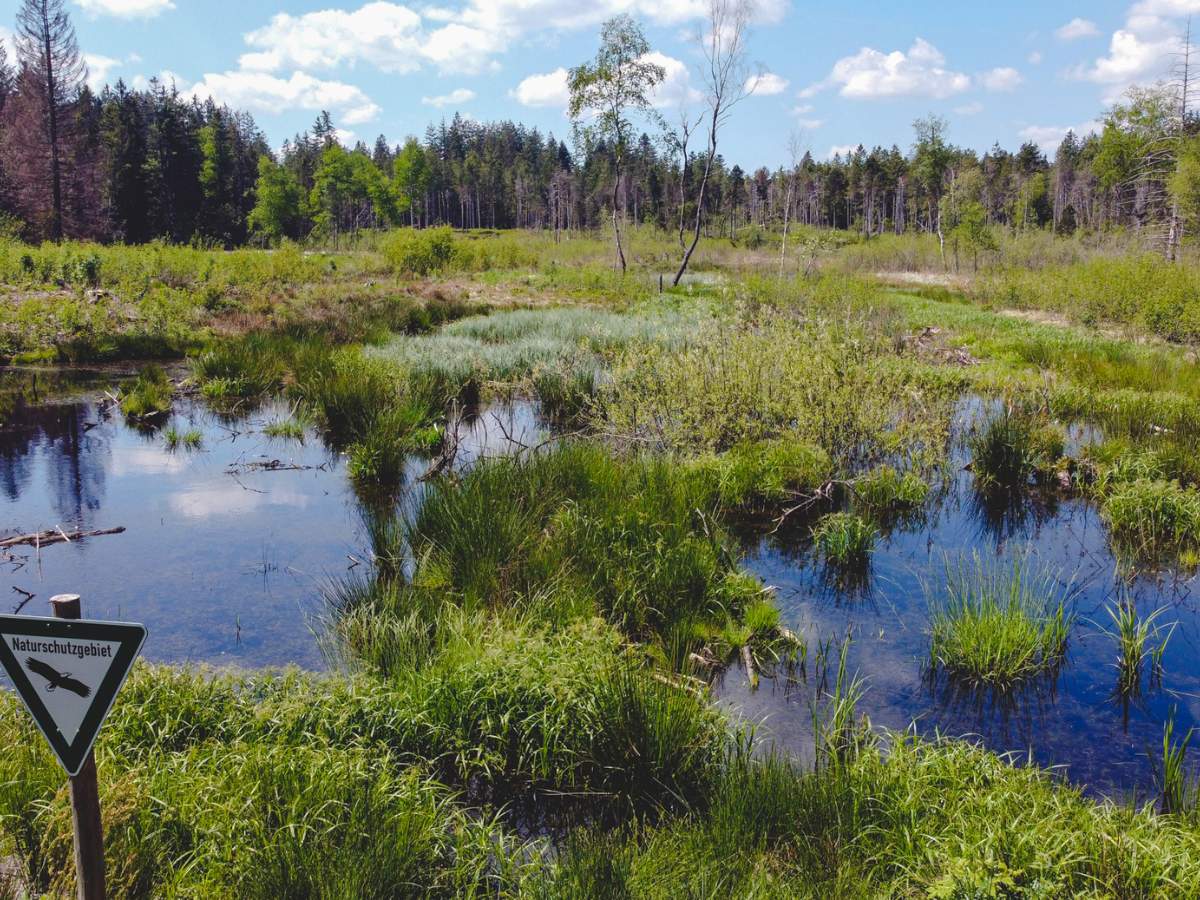 Moor Allgaeu 6 Moorschutz ist Klimaschutz