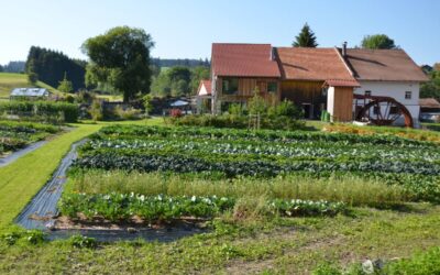 Solidarische Landwirtschaft bei der Oberen Mühle Wertach
