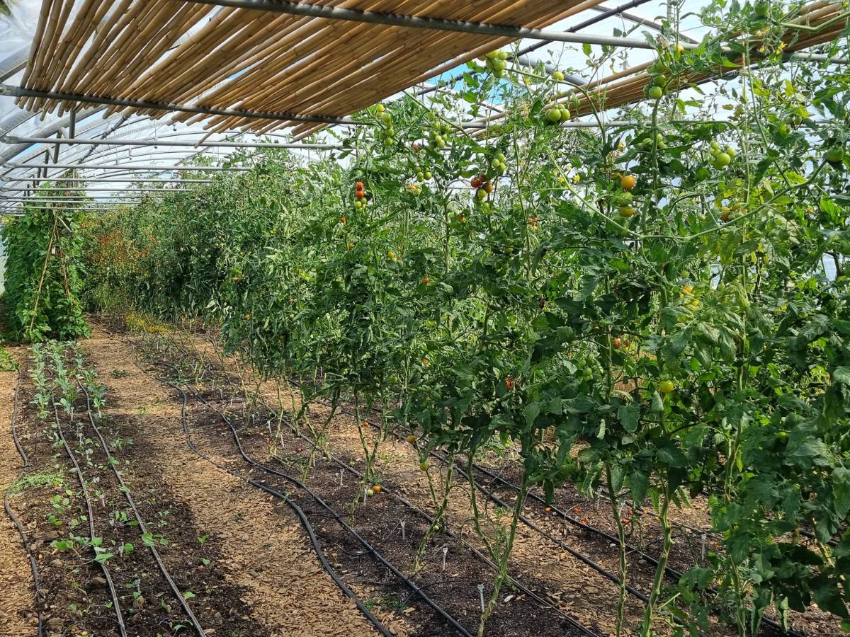 Luftiges Gewächshaus in Wertach bei der Oberen Mühle