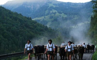 Viehscheid - seit über 50 Jahren Tradirtion im Allgäu