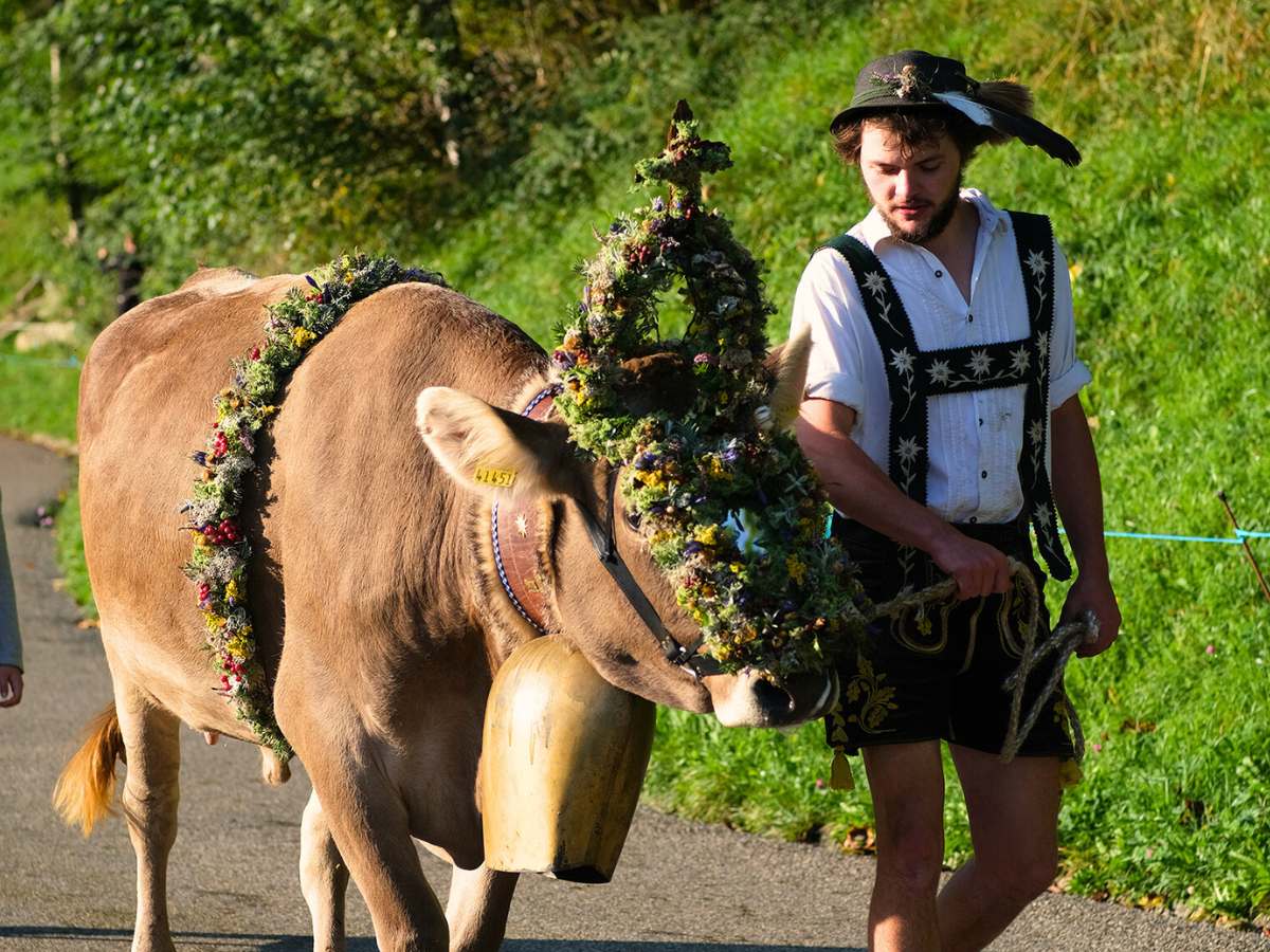 Die Kranzkuh beim Viehscheid Oberstaufen