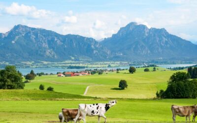 (Kühe) leben und arbeiten im Allgäu