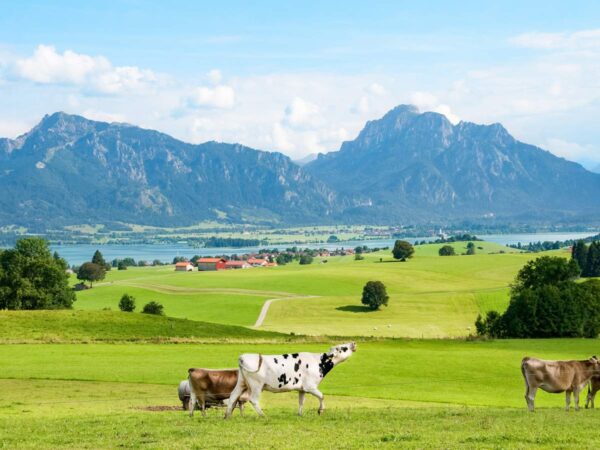 (Kühe) leben und arbeiten im Allgäu