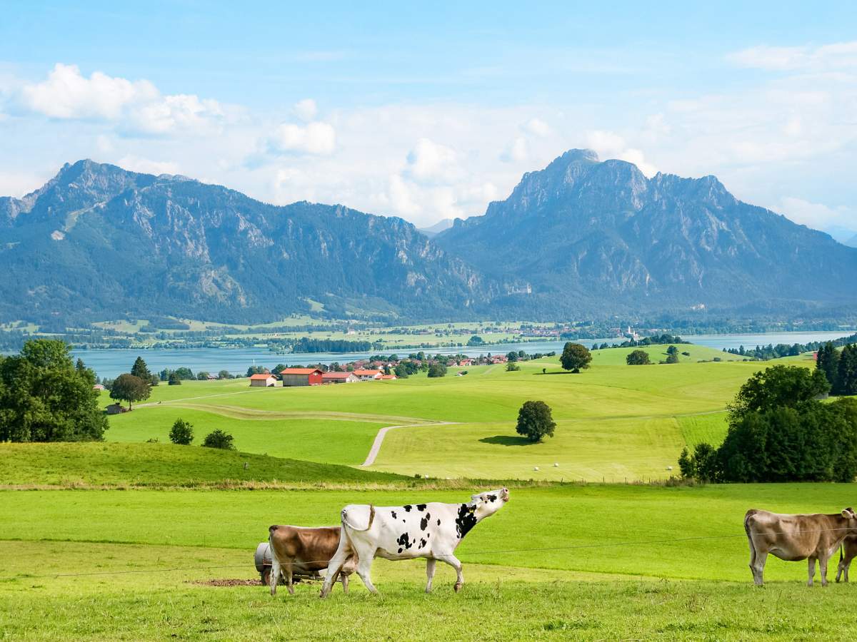 Arbeiten im Allgaeu (Kühe) leben und arbeiten im Allgäu